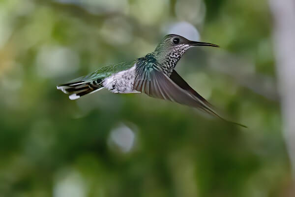 Le colibri Jacobin dont les ailes peuvent battre jusqu’à 80 fois par seconde. La nature, la faune du Costa Rica. Séjour hors sentiers battus