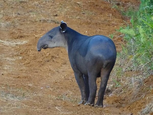 Un tapir dans la réserve naturelle du Pedacito de Cielo lodge à Boca Tapada. Costa Rica Voyage.