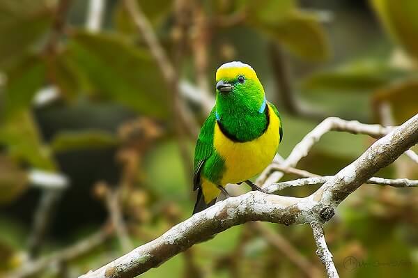 Le parc national du volcan Poas au Costa Rica, sa faune et sa flore. Voyager au Costa Rica. Les oiseaux du parc national du volcan Poas.