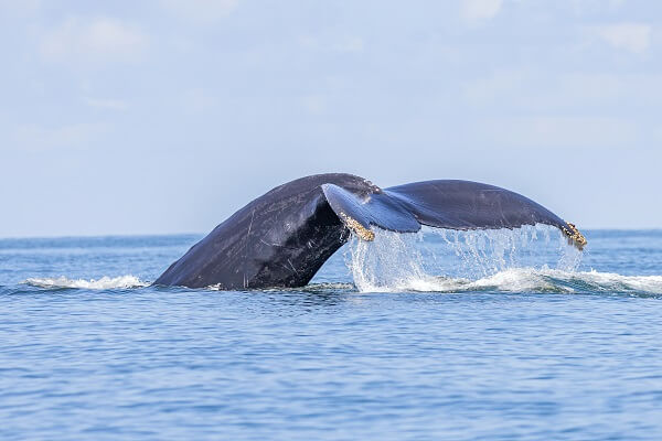 Baleine a bosses dans le parc national Marino Ballena. Circuit détente au Costa Rica