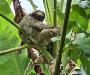 Le paresseux facilement observable sur la cote caraïbe sud du Costa Rica