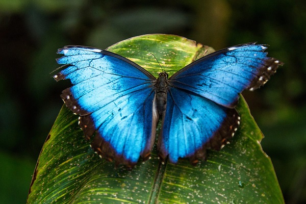 Le blue morpho aisément observable dans la foret humide de Monteverde.