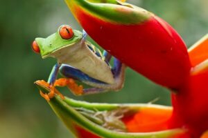 Grenouille arboricole Costa Rica. Préparer son voyage au Costa Rica
