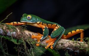 Grenouille verte et orange dans la région de Boca Tapada, Maquenque Eco lodge, Pedacito de Cielo lodge. Circuit découvertes au Costa Rica
