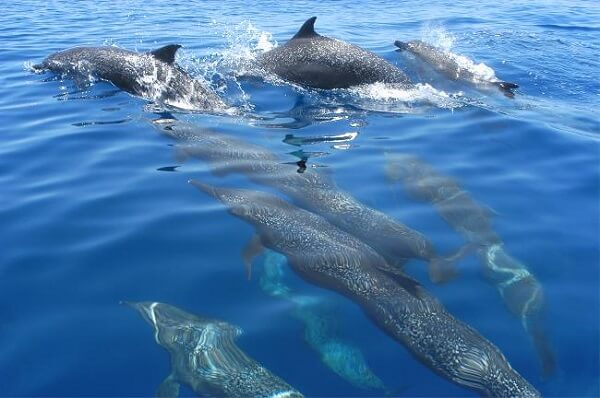 Les dauphins dans la mer caraibe du Costa Rica