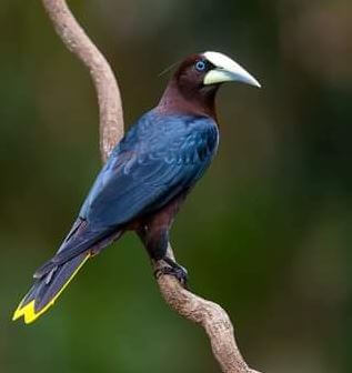 Oropendola au Costa Rica