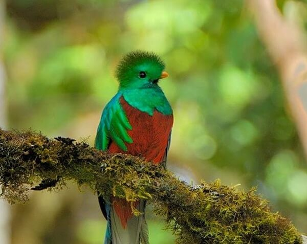 le quetzal resplandissant que l'on peut observer a San Gerardo de Dota et a Monteverde. Costa Rica voyage