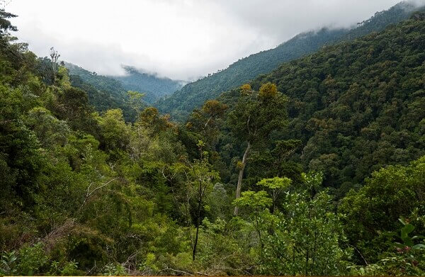 le parc national des quetzals, Costa Rica. Observation de la flore et de la faune. 