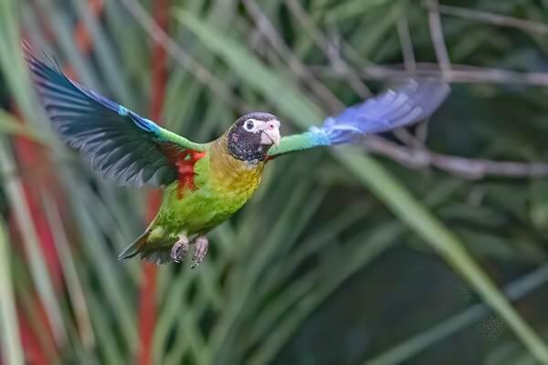 Peroquet au Costa Rica