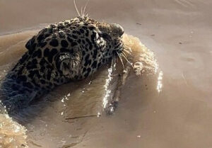 Jaguar au Costa Rica, le parc national de Corcovado, la péninsule de Osa. Voyage sur mesure et insolite au Costa Rica