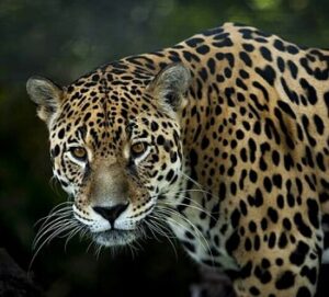 Le Jaguar dans le parc national de Corcovado, péninsule de Osa. Circuit aventures au Costa Rica