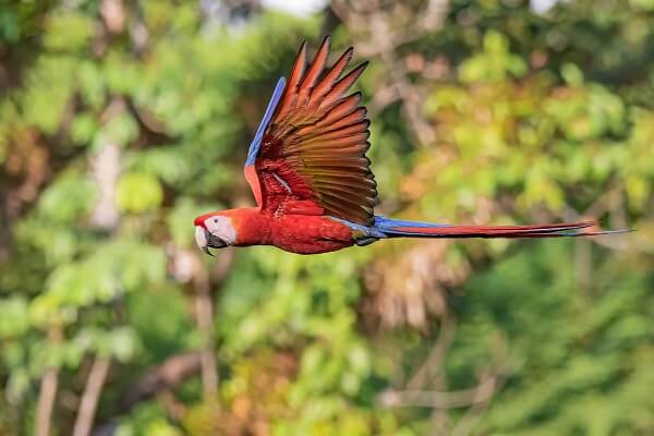 Ara Macaw survolant les plages de la cote pacifique du Costa Rica