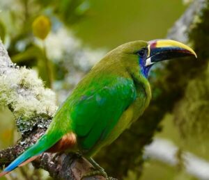 Toucan vert au volcan Arenal. Circuit détente au Costa Rica