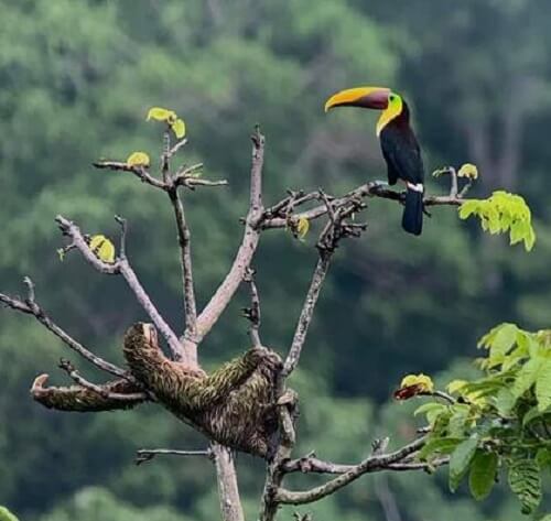 Paresseux et toucan en bon voisinage. Parc national de Manuel Antonio, Parc Marino Ballena