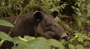 Le tapir dans la péninsule de Osa. Sejour sur mesure au Costa Rica. Circuit aventures au Costa Rica