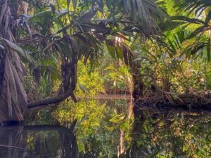 Les canaux de Tortuguero, cote caraïbe nord du Costa Rica