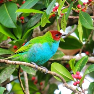 Caliste rouverdin, la faune du Costa Rica, les oiseaux du Costa Rica. Circuit détente au Costa Rica.