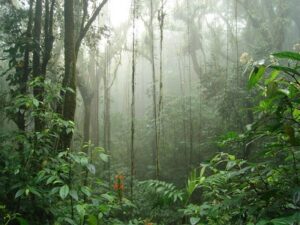 Fôret nuageuse de Monteverde au Costa Rica. Ponts suspendus, tyroliennes, observation des oiseaux. Sejour sur mesure au Costa Rica