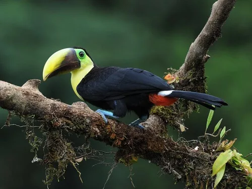 Toucan au Laguna del Lagarto lodge a Boca Tapada. Voyage en famille au costa rica
