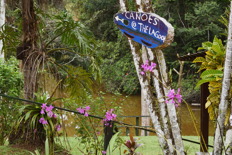 laguna lagarto3