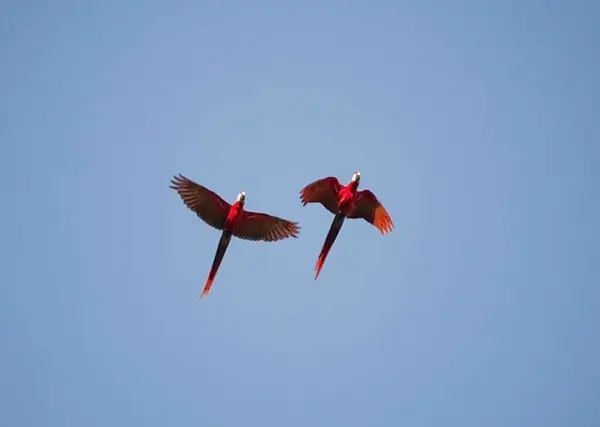 Aras Macaw au Macaw lodge. La fune et la flore du Costa Rica. sejour decouverte au Costa Rica