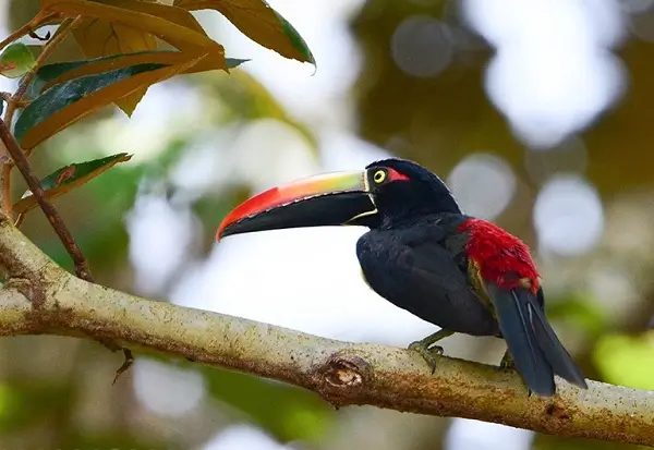 Toucan au Macaw lodge