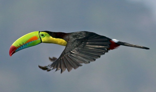 Toucan a carène a Monteverde Costa Rica. Circuit détente au Costa Rica. Voyage sur mesure au Costa Rica