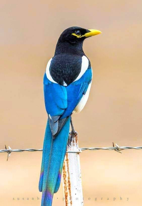 oiseau Urraca ou pie bleue.