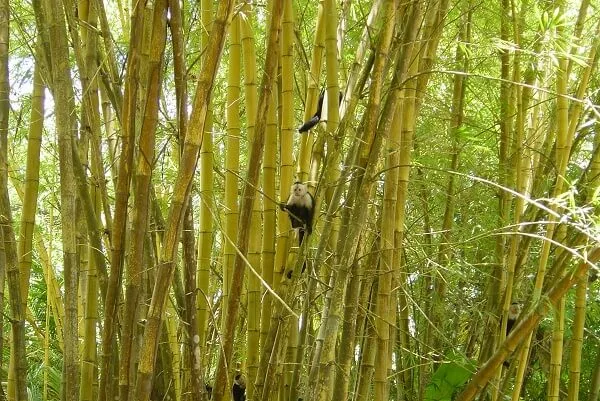 Hotel Beso del Viento, singe capucin ou a face blanche. Sejour sur mesure au Costa Rica