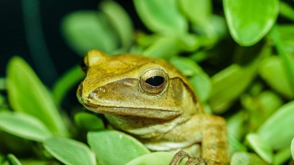 Amphibiens du Costa Rica, les dangers du Costa Rica