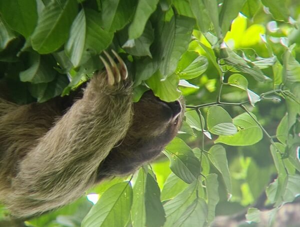 Le paresseux a deux ou trois doights au Costa Rica