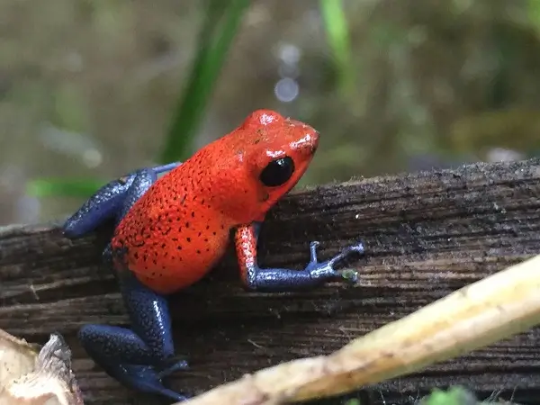Chachagua Rain Forest, grenouille du Costa Rica