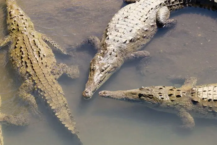 Crocodiles au Costa Rica. Parcs nationaux et réserves naturelles autour de Samara