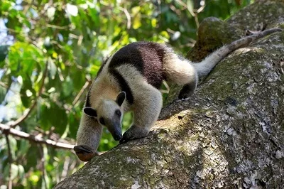 Danta Corcovado Lodge. fourmillier. Voyage sur mesure au Costa Rica