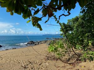 Le nord de la péninsule d' Osa au Costa Rica. Un petit sentier entre jungle et pacifique. Playa Cocalito proche de playa Caletas et de Drake Bay.