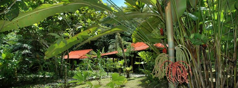 esquinas rainforest 5