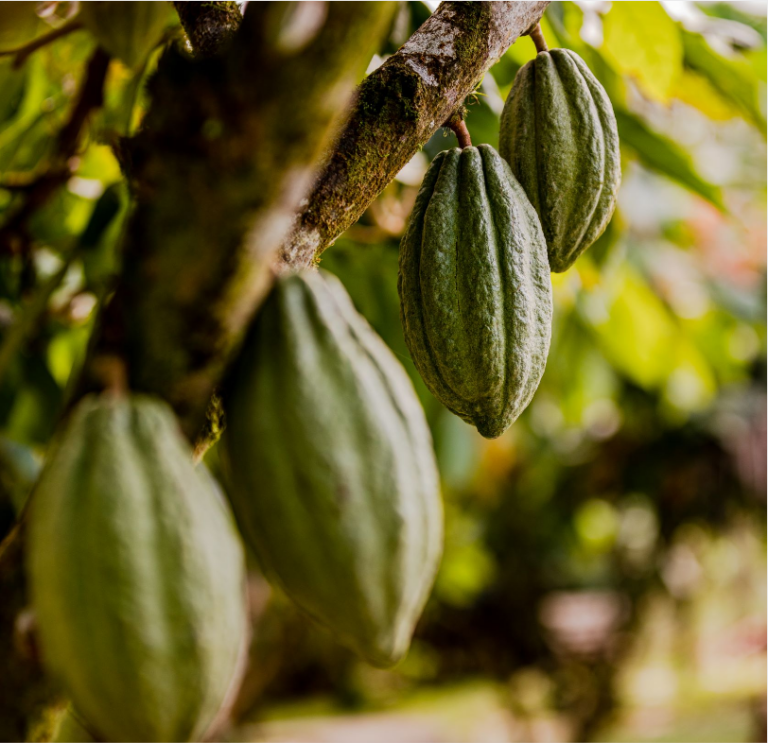 finca amistad 1