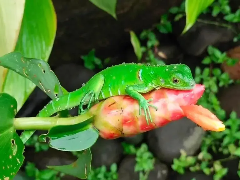 hotel pequeno gecko verde, playa samara, sejour sur mesure au costa rica