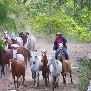 Hacienda Guachipelin, Parc national du Rincon de la Vieja au Costa Rica .Sejour sur mesure authentique