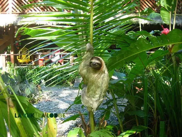 Paresseux a la kukula Lodge. Sejour decouverte, partir au Costa Rica