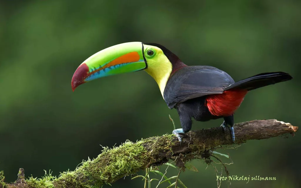 Un toucan au Maquenque lodge. Partir au costa rica avec un agence locale francophone