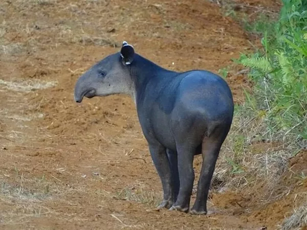 le Tapir au Pedacito de Cielo lodge a Boca Tapada, Costa Rica. Voyage en famille au Costa Rica