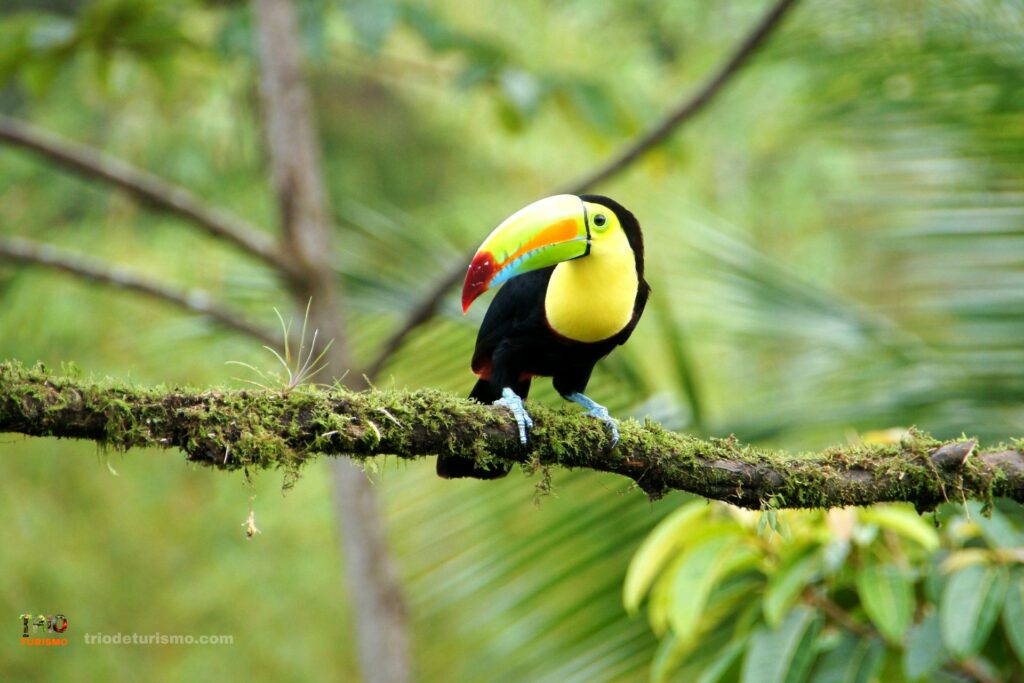 le toucan a carene, tourisme vert au Costa Rica