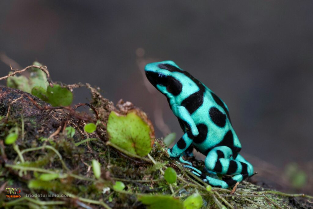 grenouille Dendrobate doré, le tourisme vert au Costa Rica