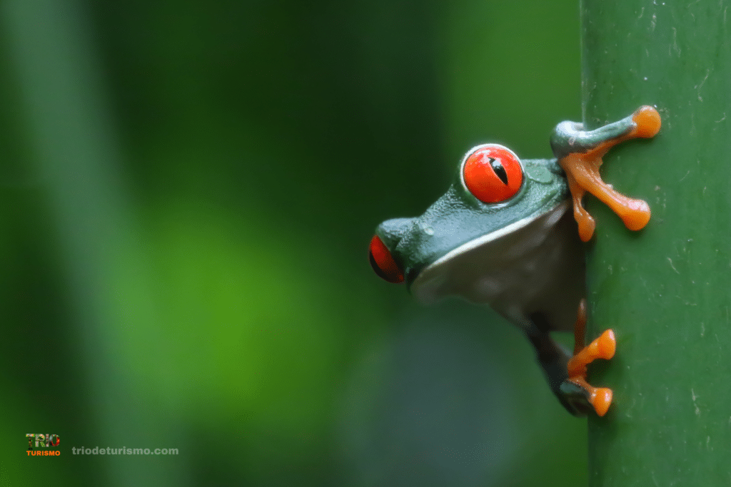 Grenouille arboricole au Costa Rica