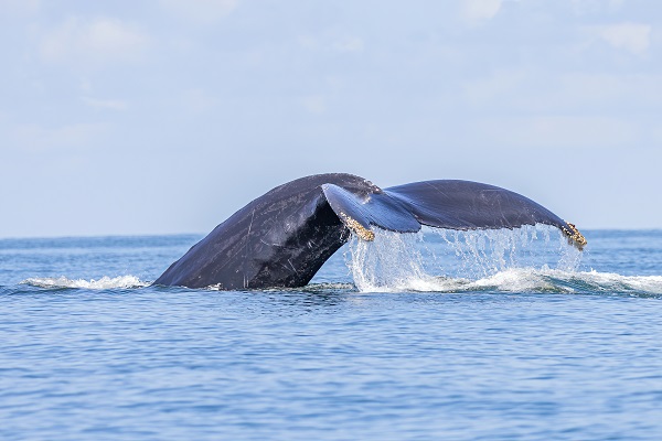 Le parc national Marino Ballena. baleine a bosse