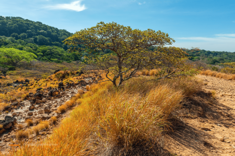 La region du parc national du Rincon de la Vieja