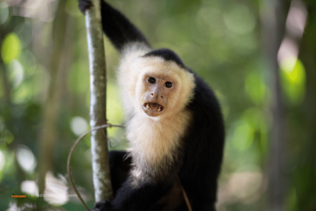 Le singe a face blanche ou capucin. Les singes du Costa Rica