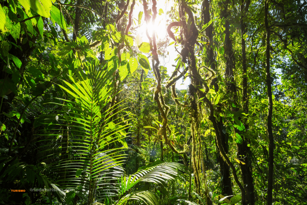 Les singes du Costa Rica, les habitats sont variés.