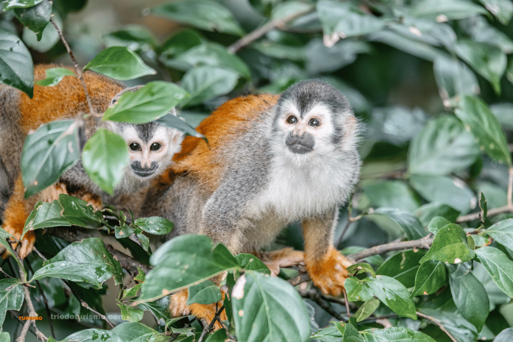 Les singes du Costa Rica, singe ecureuils